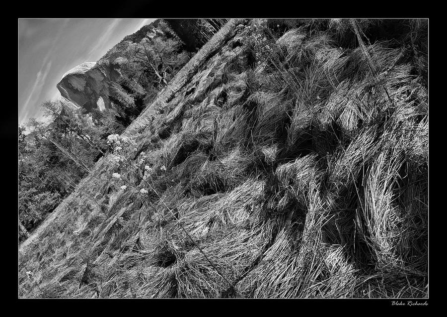 Yosemite Dried Grass  #1 Photograph by Blake Richards
