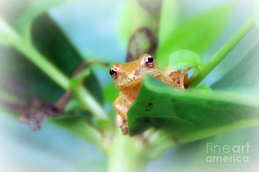 Tree Frog Photograph - You Lookin at Me  #1 by Lila Fisher-Wenzel