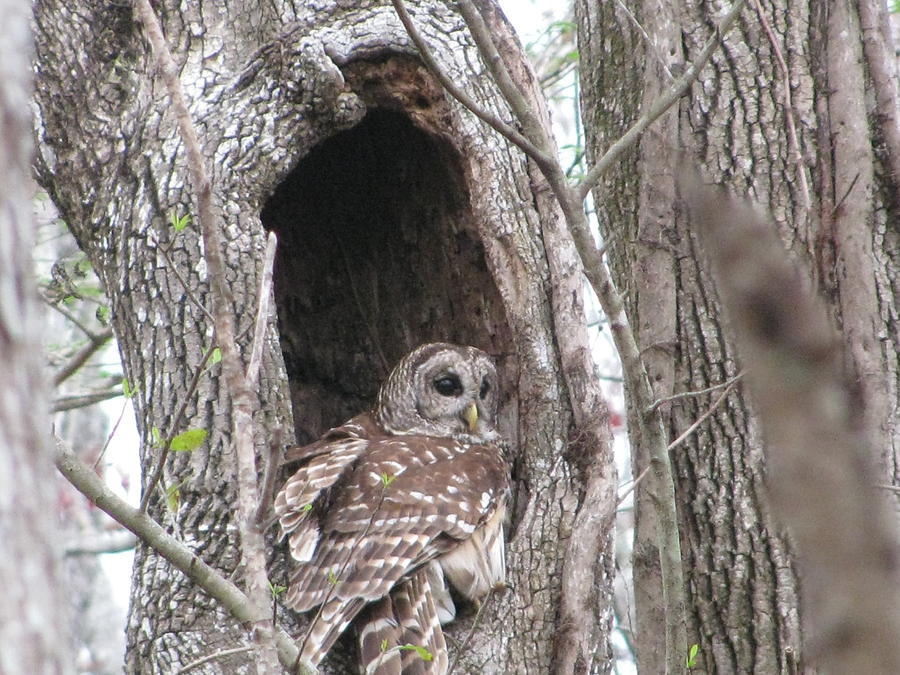 Young Barred Owl Photograph by Betty Berard - Fine Art America