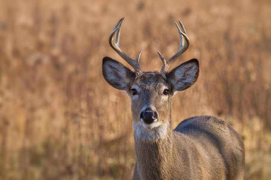 Young Buck Photograph by Straublund Photography - Fine Art America