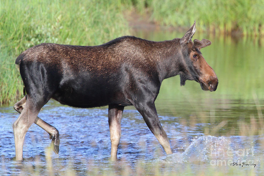 Young Bull Moose #1 Photograph by Steve Javorsky
