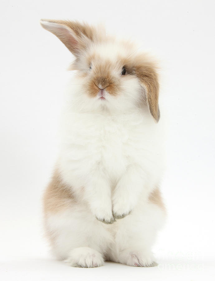 Young Fluffy Rabbit Standing Up #2 Photograph by Mark Taylor