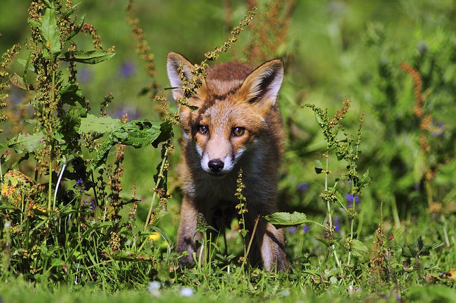 Young Fox Photograph by Colin Varndell | Fine Art America