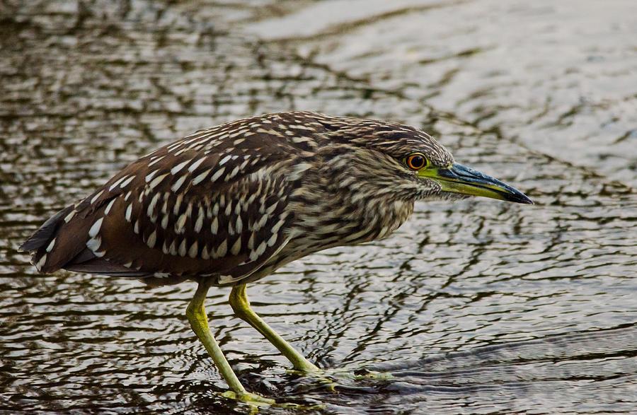 Young Green Heron Photograph - Young Green Heron Fine Art Print