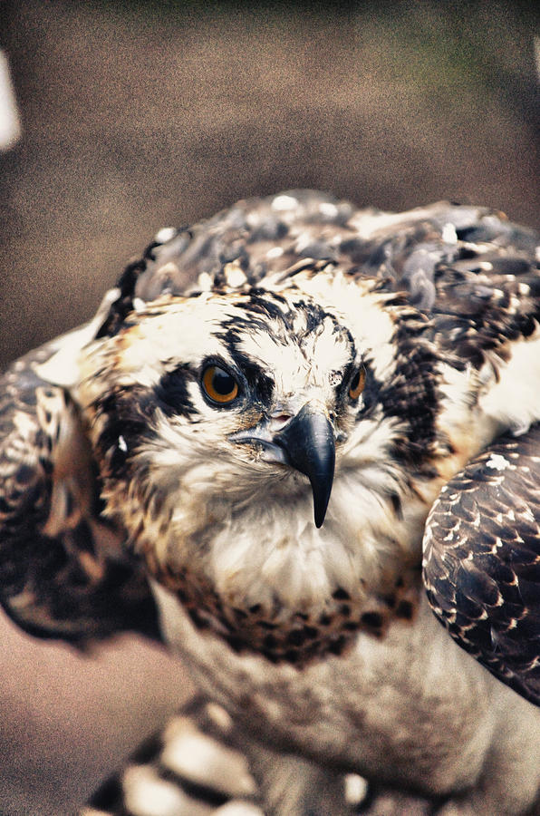 young osprey