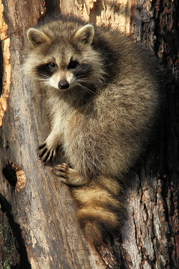 Young Raccoon #1 Photograph by Doris Potter