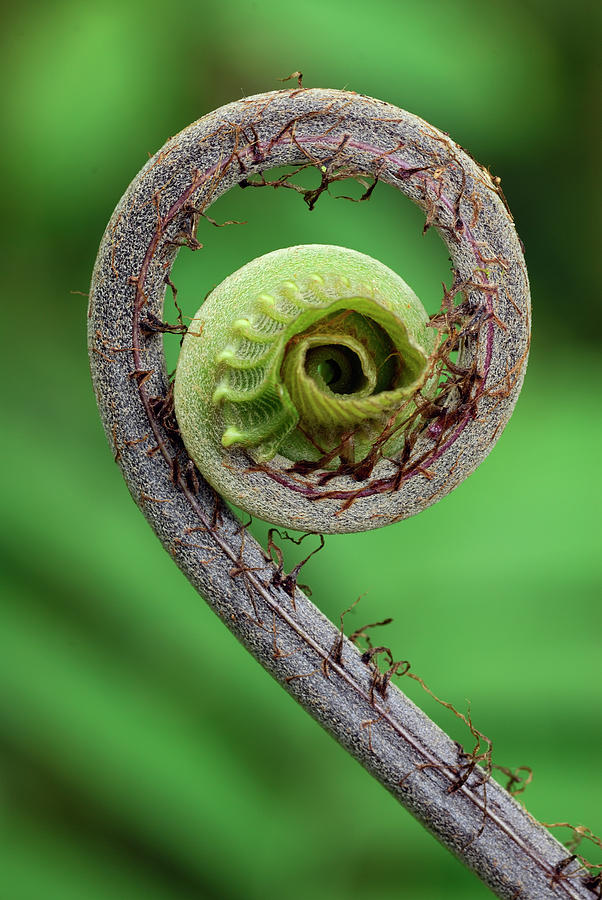 Young Rolled-up Fern Fiddlehead #1 Photograph by Thomas Marent