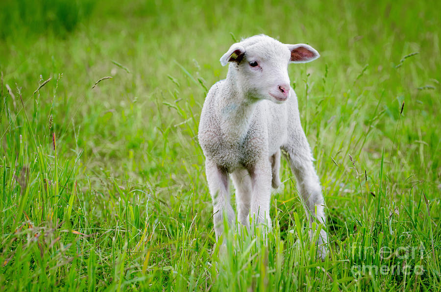 Sheep Photograph - Young sheep #1 by Mats Silvan