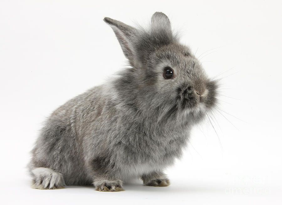Young Silver Lionhead Rabbit #1 Photograph by Mark Taylor
