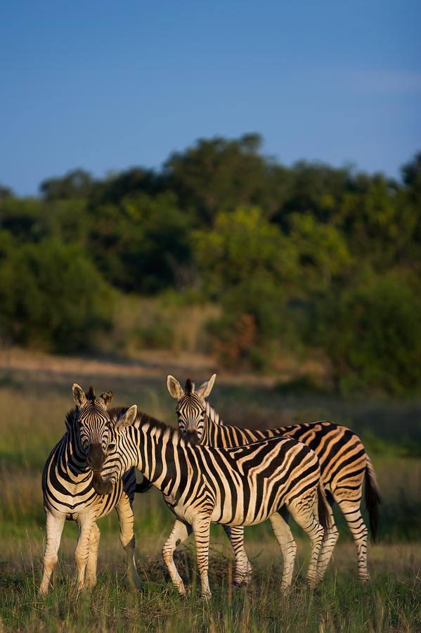 Wildlife Photograph - Zebra Care #1 by Hein Welman