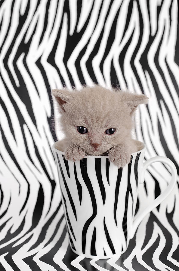  Zebra  Cat  Photograph by Waldek Dabrowski