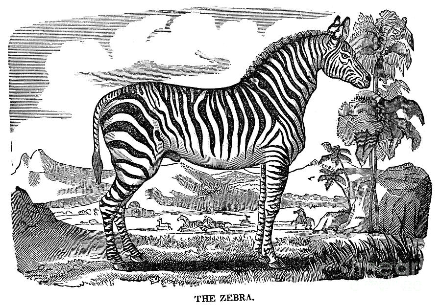Zebra #1 Photograph by Granger