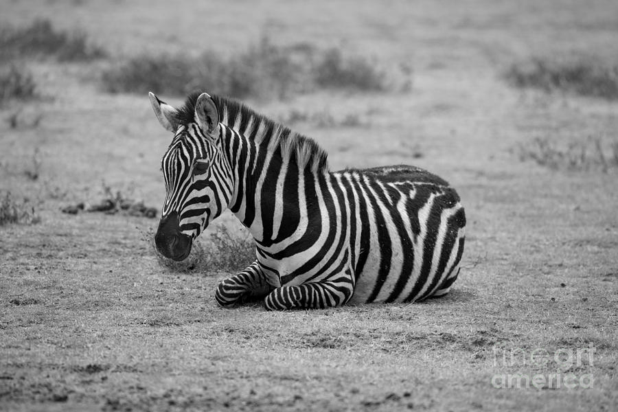 Black And White Photograph - Zebra  #3 by Jeff Grabert