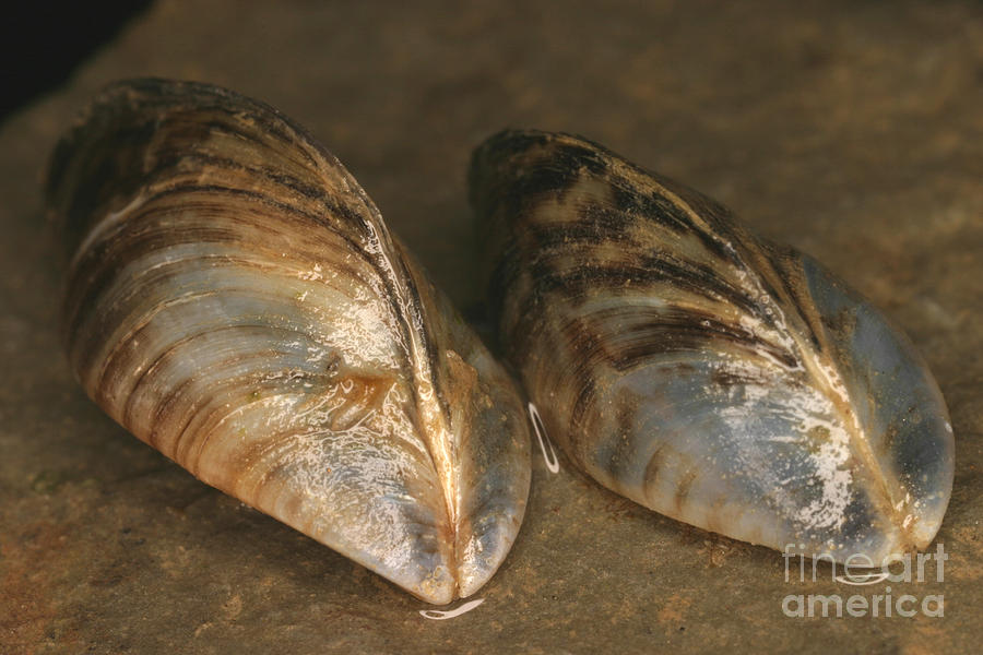 Zebra Mussels #1  by Ted Kinsman