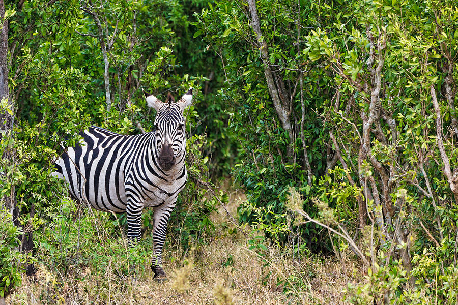 Zebras in the Masai Mara #2 Photograph by Perla Copernik