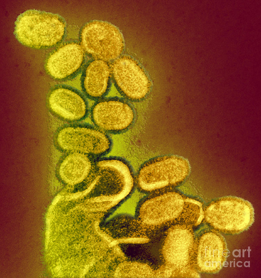 1918 Influenza Virions #10 Photograph by Science Source
