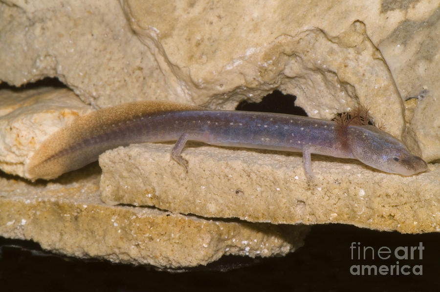 Austin Blind Salamander #10 Photograph by Dante Fenolio