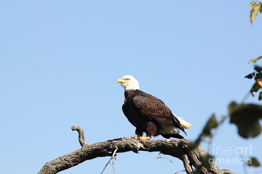 Bald Eagle #10 Photograph by Jack R Brock