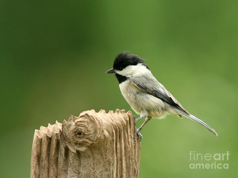 Black-capped Chickadee #10 Photograph by Jack R Brock