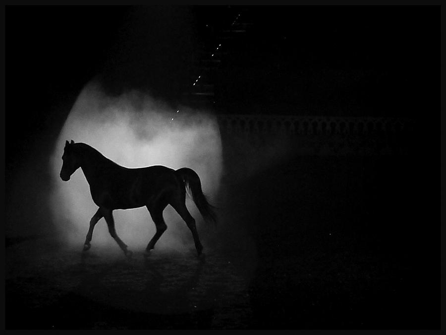 Black And White Photograph - Black Stallion #3 by Dulce Levitz
