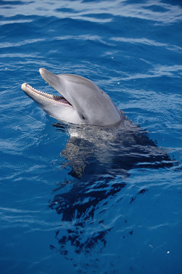 Bottlenose Dolphin Tursiops Truncatus #10 Photograph by Konrad Wothe