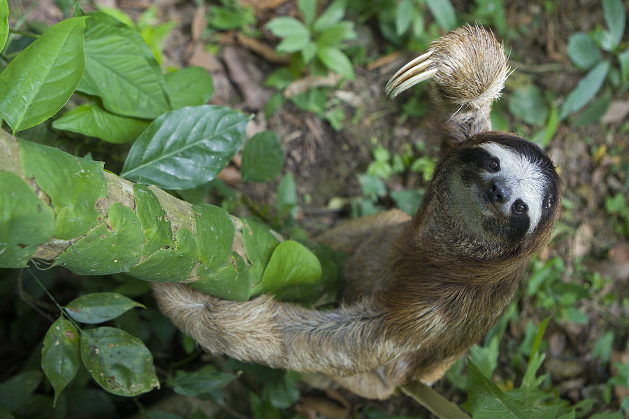 Mp Photograph - Brown-throated Three-toed Sloth by Suzi Eszterhas