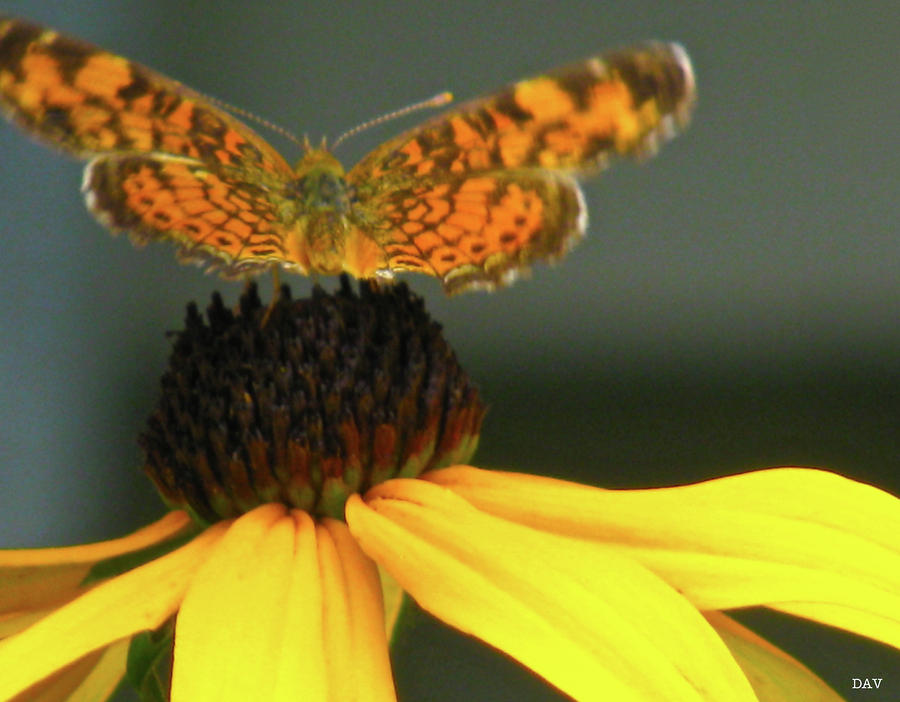 Butterfly Collection Photograph By Debra Vatalaro Fine Art America