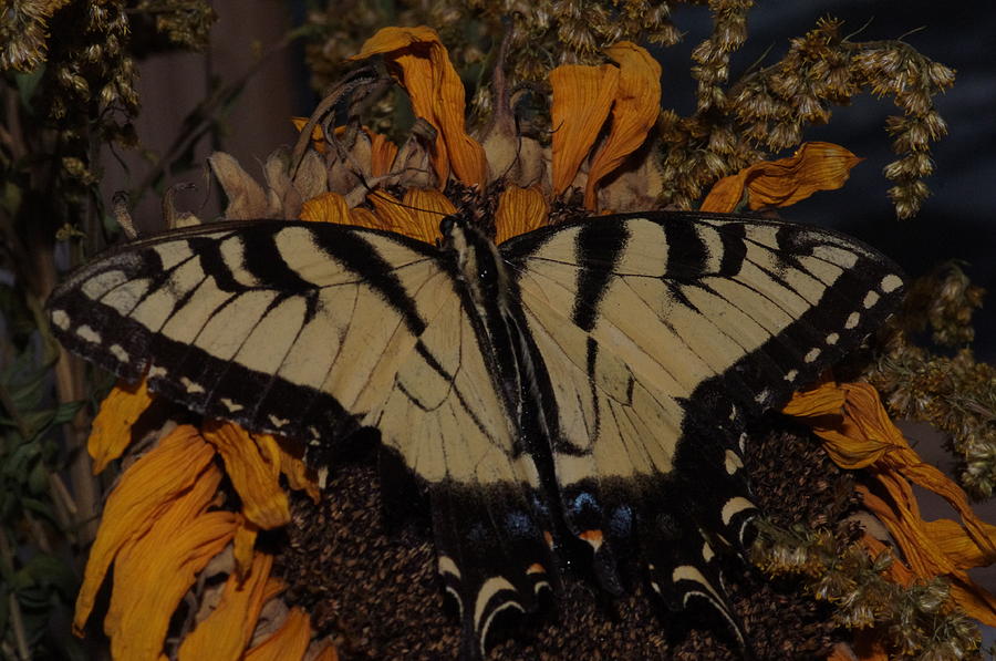 Butterfly #10 Photograph by Gerald Kloss