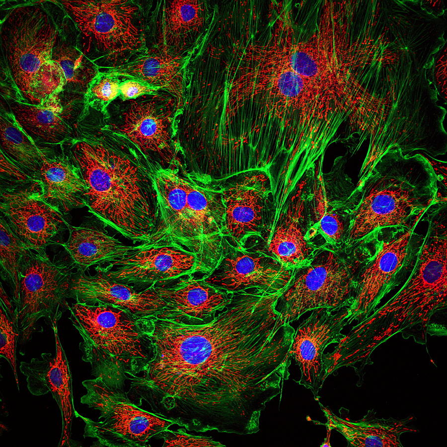 Cell Structure #10 by Science Photo Library
