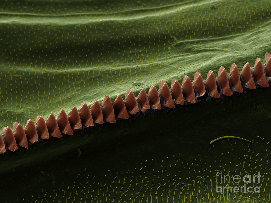Cricket Sound Comb, Sem #10 Photograph by Ted Kinsman