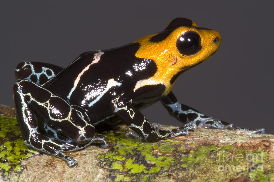 Crowned Poison Frog #10 Photograph by Dante Fenolio