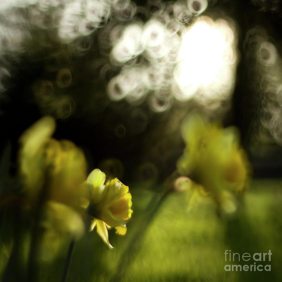Daffodils #10 Photograph by Ang El