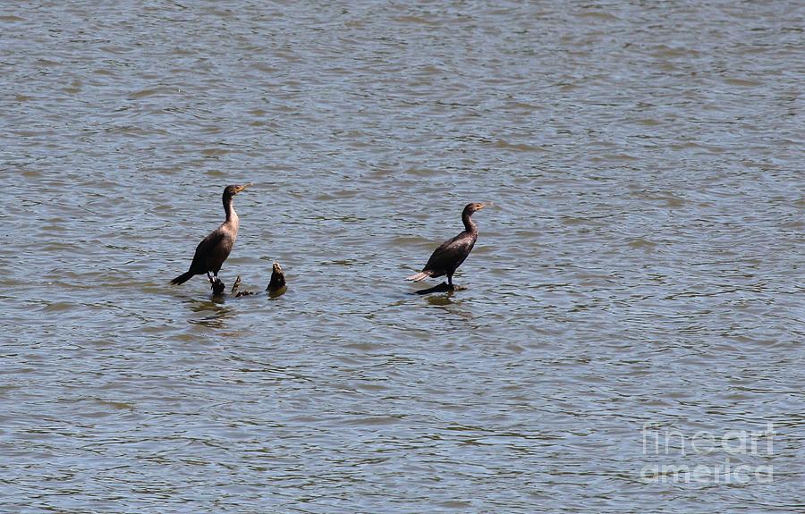 Nature Photograph - Double-crested Cormorant #10 by Jack R Brock