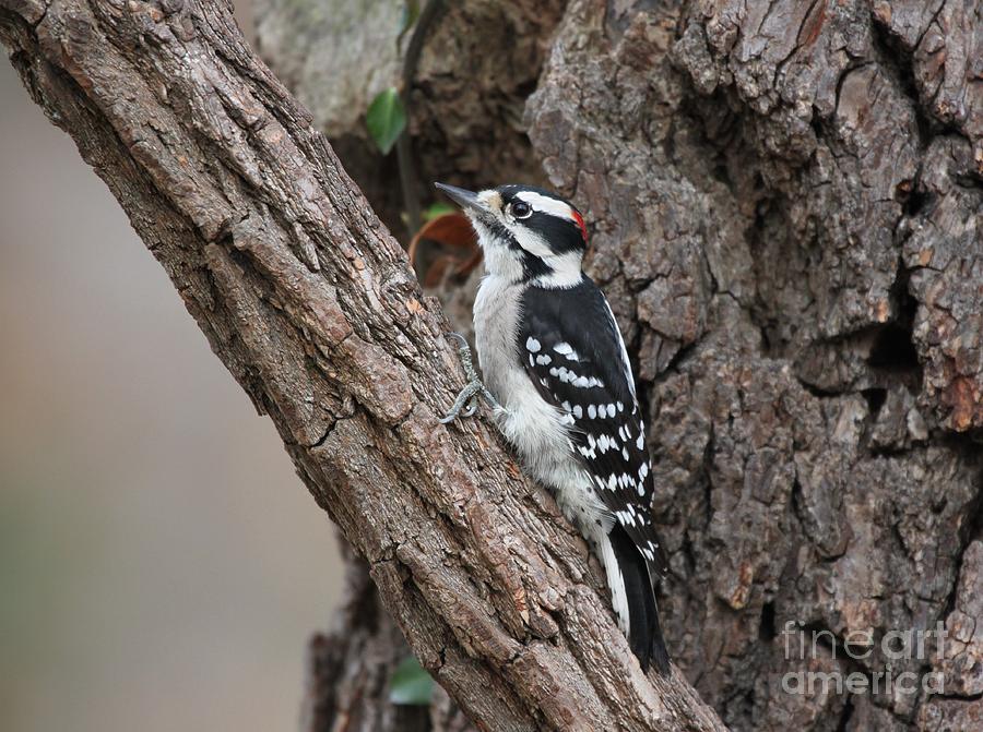 Downy Woodpecker #10 Photograph by Jack R Brock