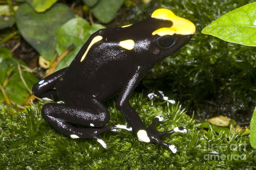 Dyeing Poison Frog #10 Photograph by Dante Fenolio