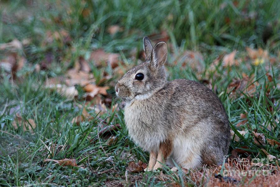 Eastern Cottontail Rabbit #10 Photograph by Jack R Brock