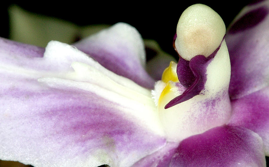 Exotic Orchid Flower #10 Photograph by C Ribet