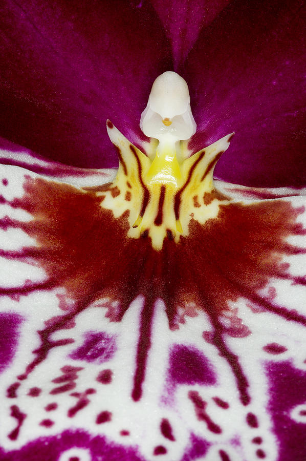 Exotic Orchid Flowers of C Ribet #10 Photograph by C Ribet