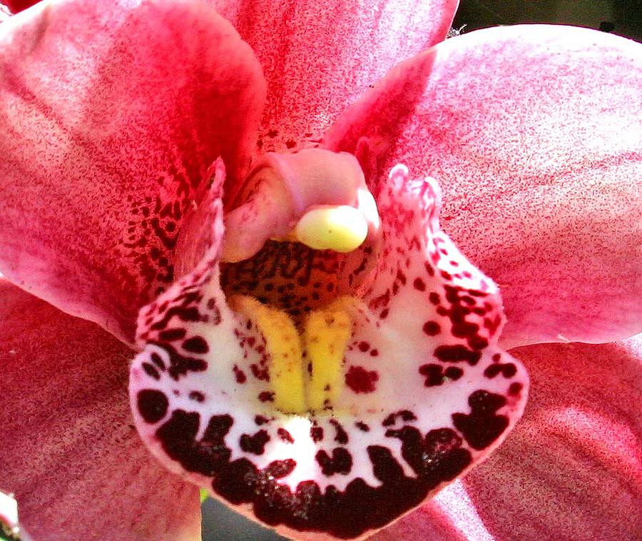 Exotic Orchids of C Ribet #10 Photograph by C Ribet
