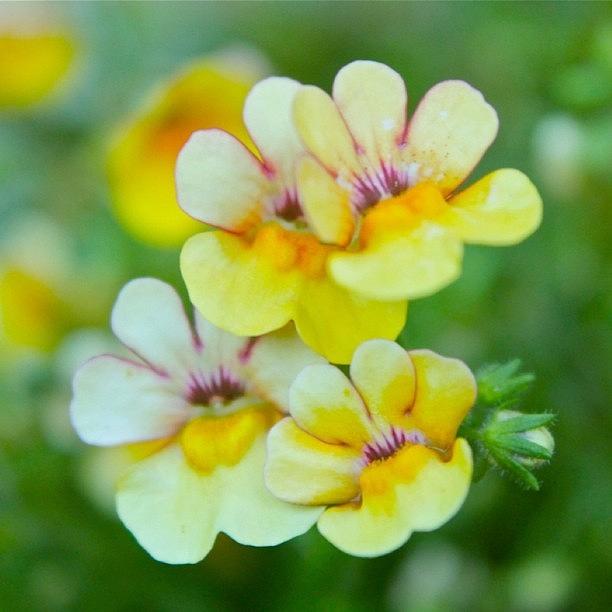Nature Photograph - Little Flowers by Justin Connor