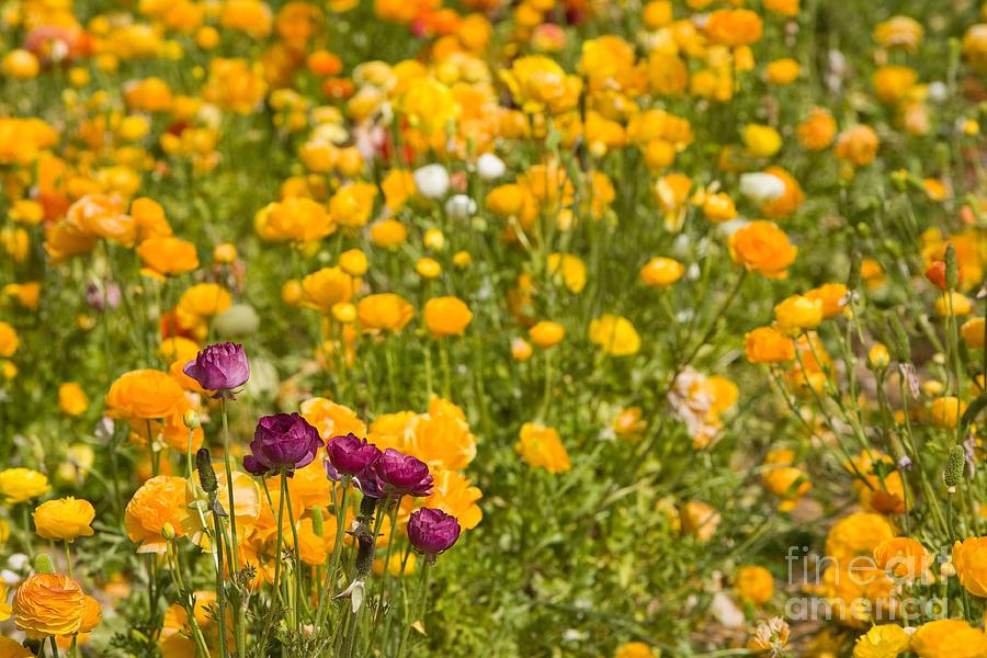 Flower Photograph - Flower Fields #10 by Daniel  Knighton