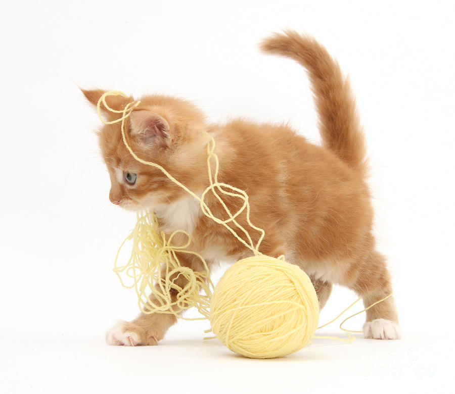 Animal Photograph - Ginger Kitten #14 by Mark Taylor