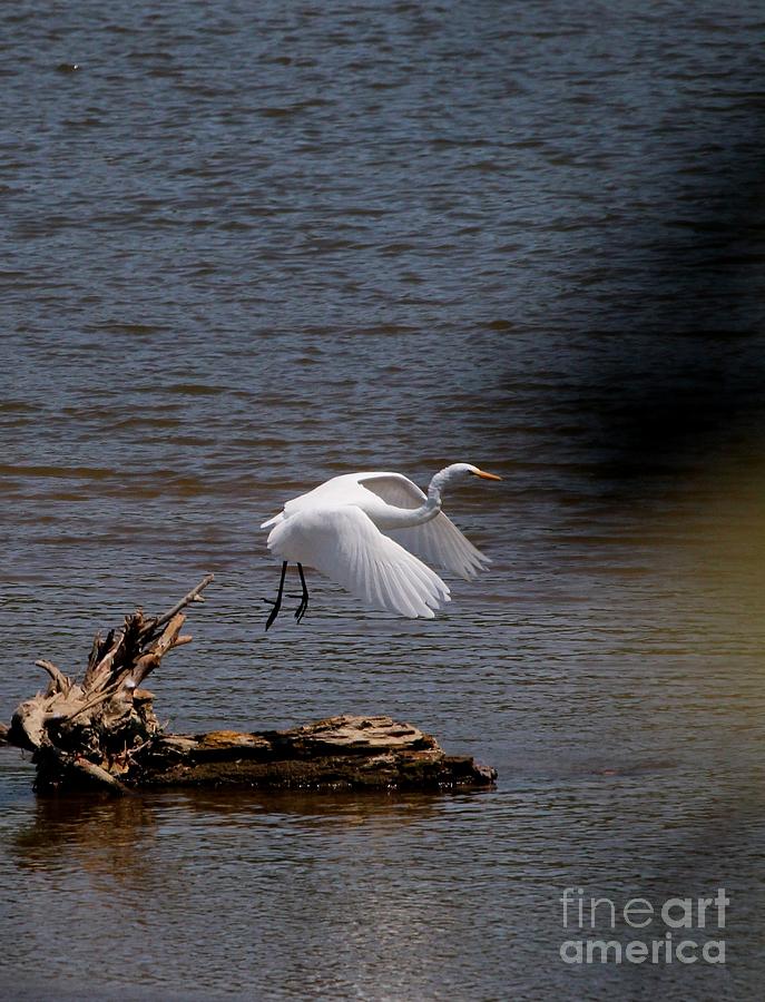 Great Egret #10 Photograph by Jack R Brock
