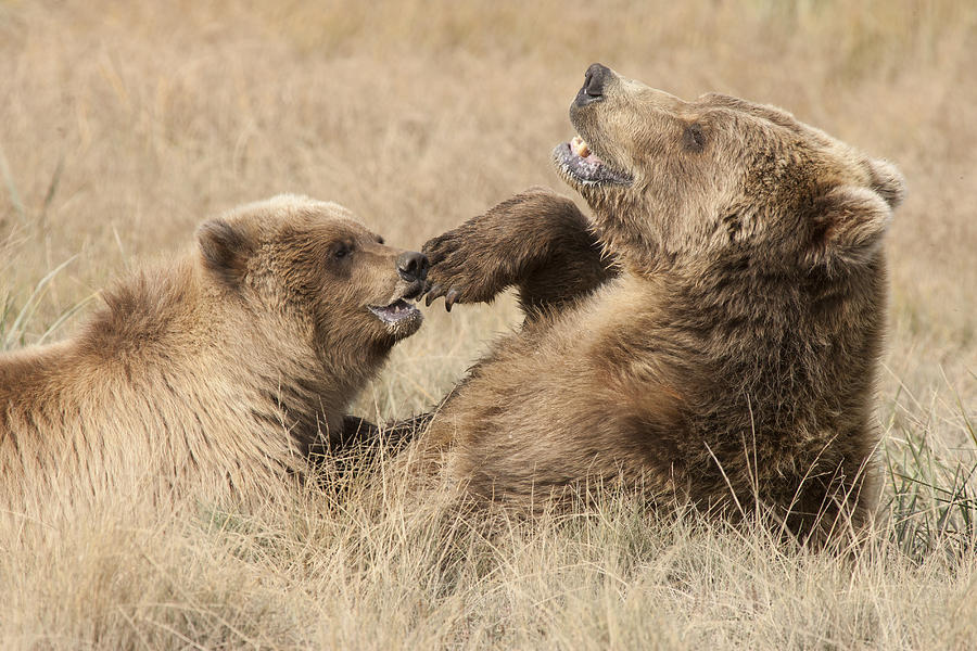 Grizzly Bear Ursus Arctos Horribilis #10 Photograph by Matthias Breiter