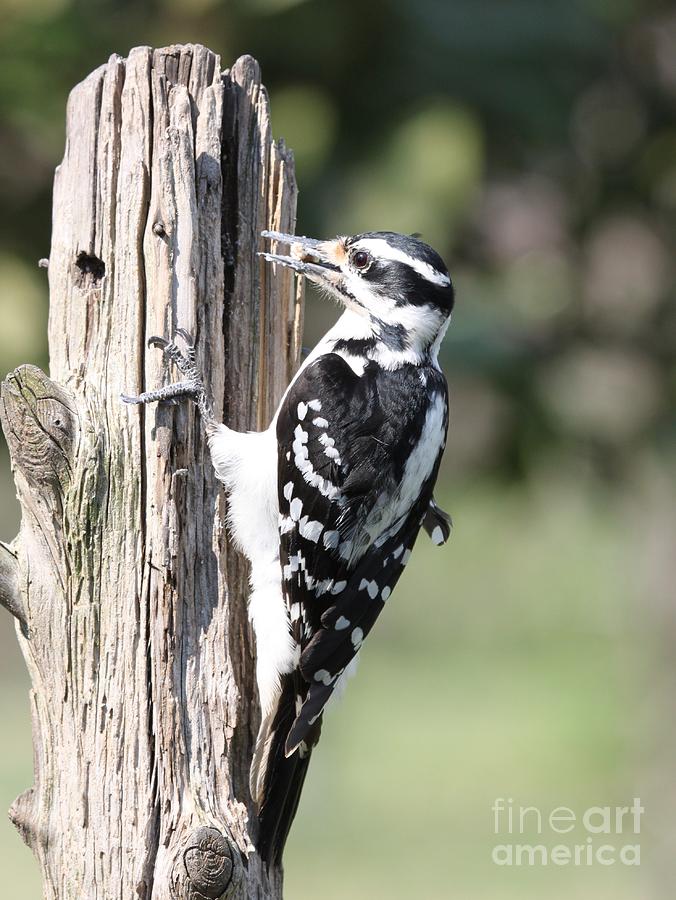 Hairy Woodpecker #10 Photograph by Jack R Brock