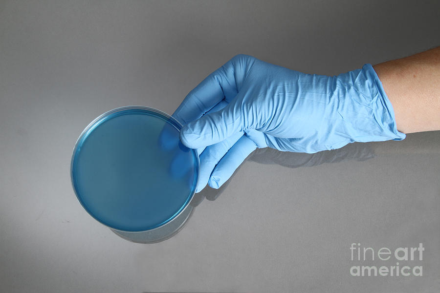 Hand Holding Petri Dish #10 Photograph by Photo Researchers