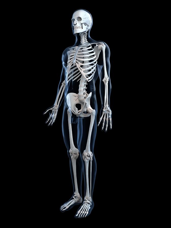Human Skeleton, Artwork #10 Digital Art by Sciepro