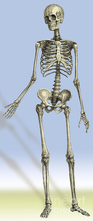 Human Skeleton #10 Photograph by Science Source
