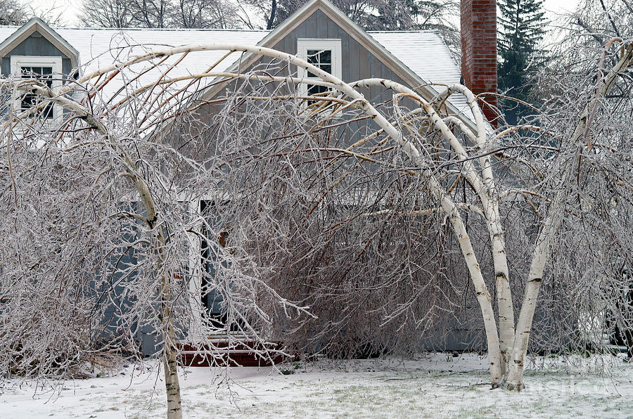 Ice Storm #10 Photograph by Ted Kinsman