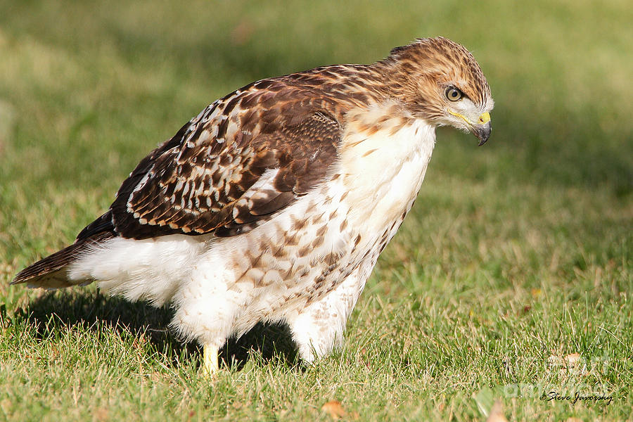 Immature Red Tail Hawk #10 Photograph by Steve Javorsky